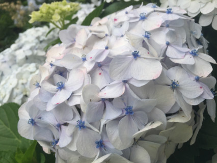 花と未来 花と未来