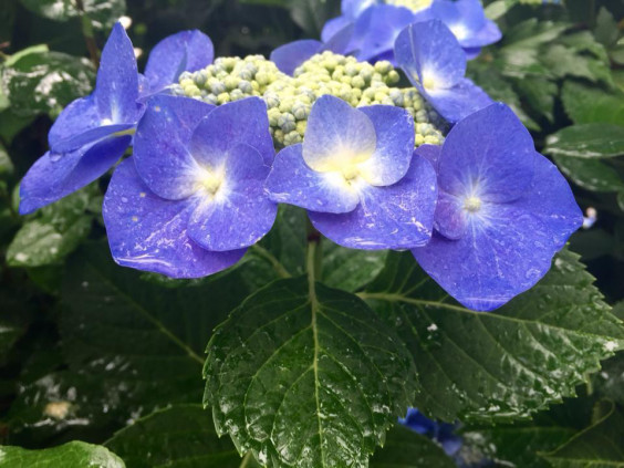 ガクアジサイ 1 花と未来 ガクアジサイ 1 花と未来