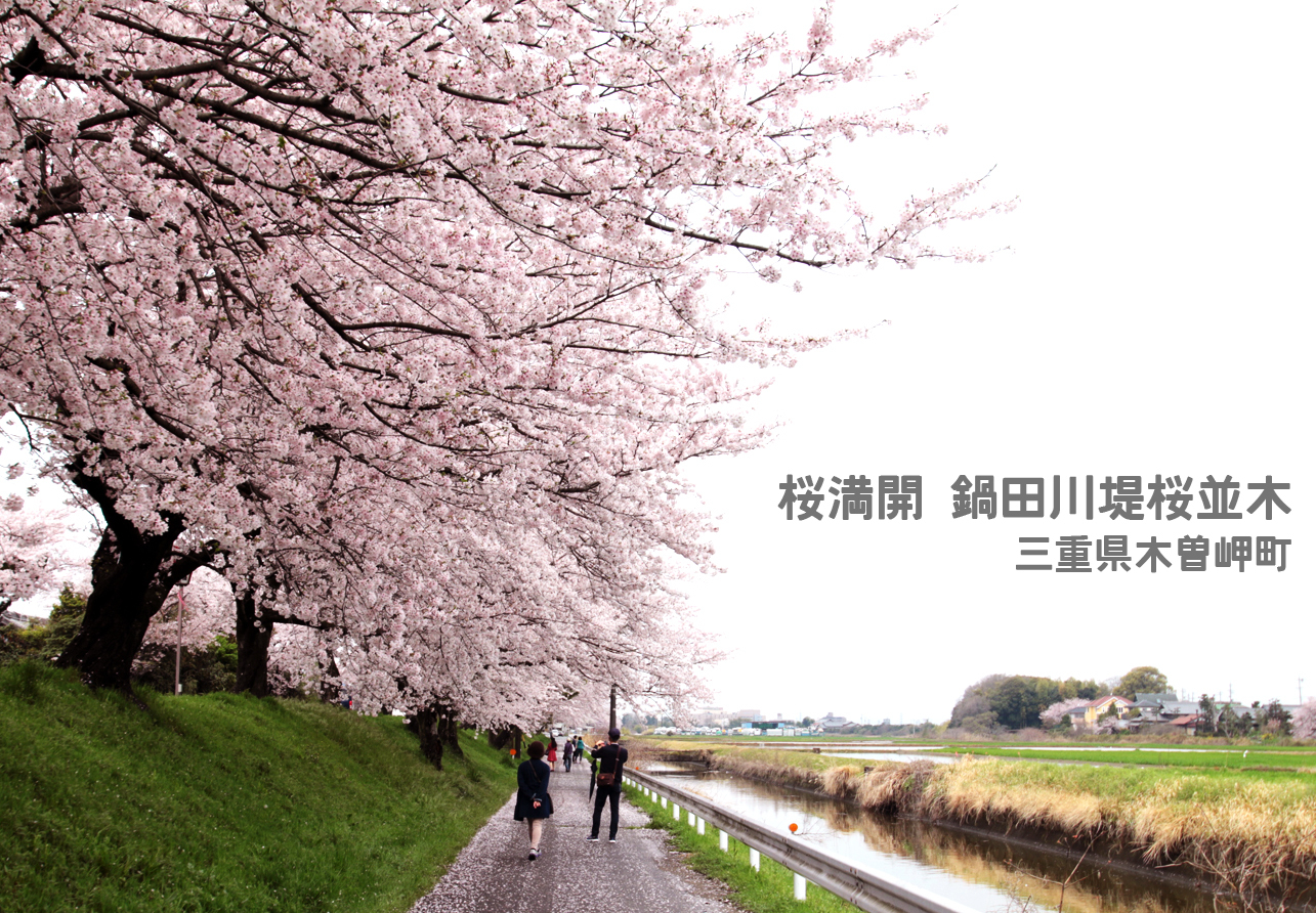 木曽岬町の桜並木 4km1 500本の桜のトンネルを駆け抜ける やっとみつけた 弥富