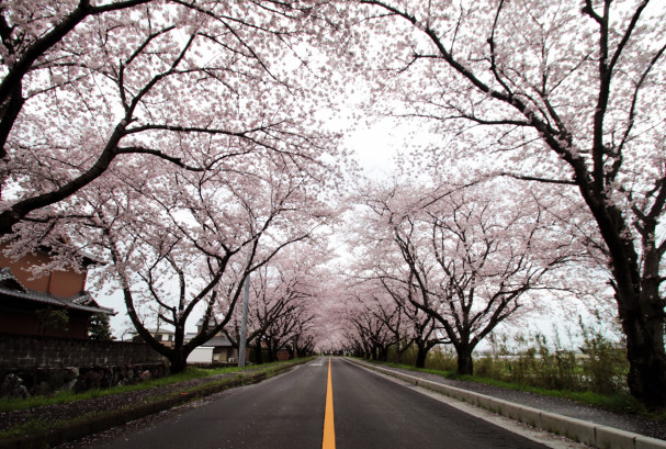 木曽岬町の桜並木 4km1 500本の桜のトンネルを駆け抜ける やっとみつけた 弥富