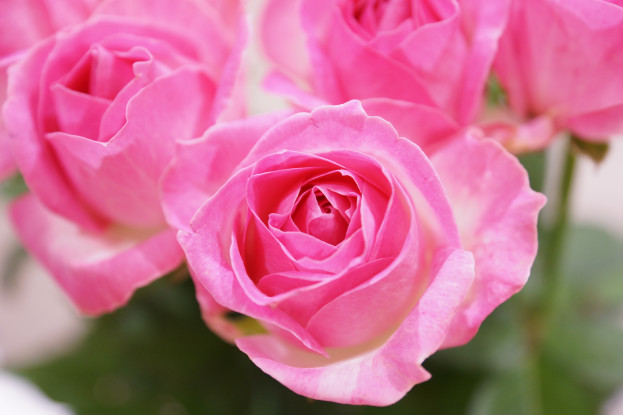 フラワーshop花咲