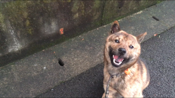 アイヌ犬 ページ12 北海道犬クマのほのぼの日記