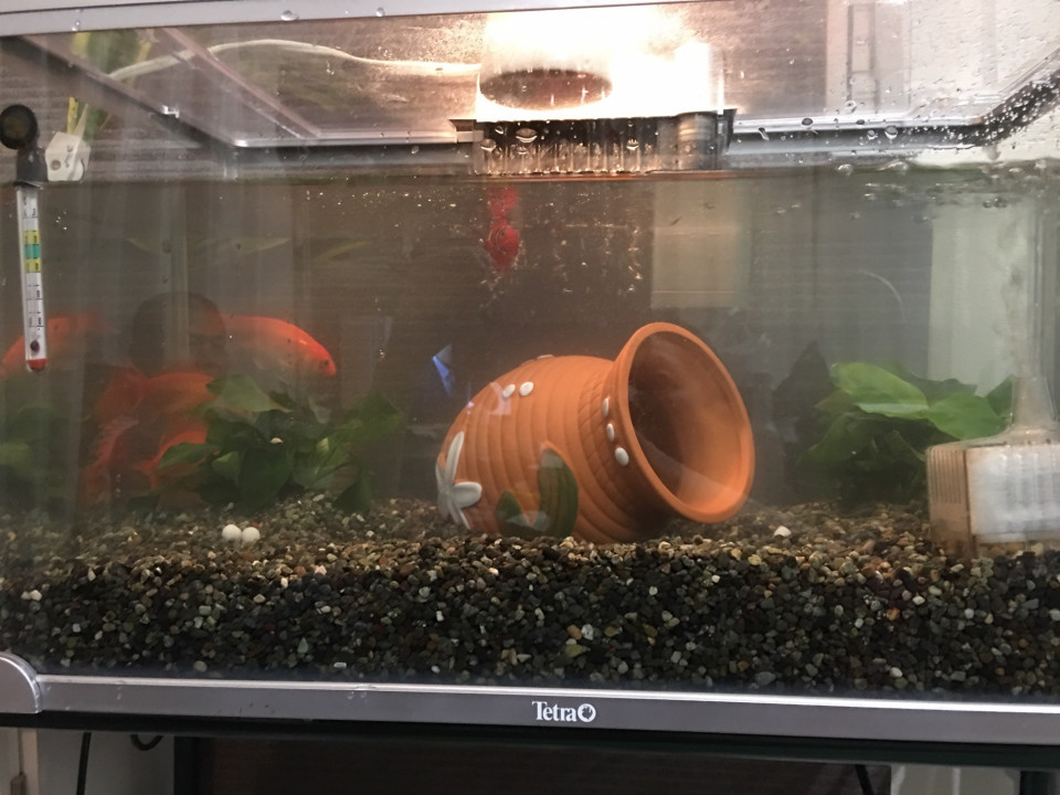 水槽の中の3匹の金魚 Mickey