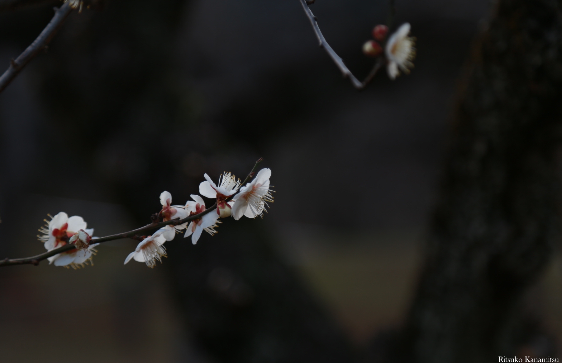 野梅・・・ | energy-cycle-photo's Ownd