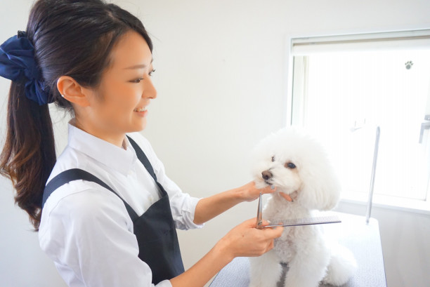 カットスタイル集 Stylist Mizuki 犬のトリミング ホテル グッズ販売 浜田市 メルシー