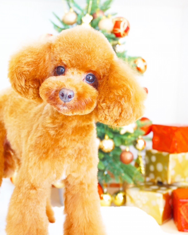 カットスタイル集 Stylist Mizuki 犬のトリミング ホテル グッズ販売 浜田市 メルシー