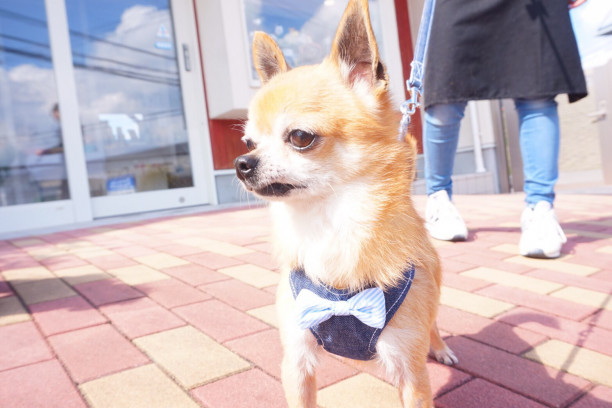 ハーネス着画 犬のトリミング ホテル グッズ販売 浜田市 メルシー