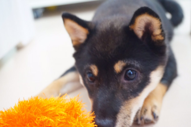 パピーちゃんの様子 犬のトリミング ホテル グッズ販売 浜田市 メルシー