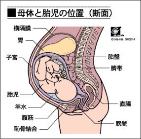 恥骨 痛 中期 妊娠