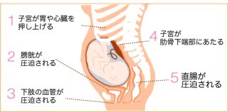 鳩もビックリ 産後の肋骨は広がる 産後骨盤スタイリスト キムシン先生のブログ