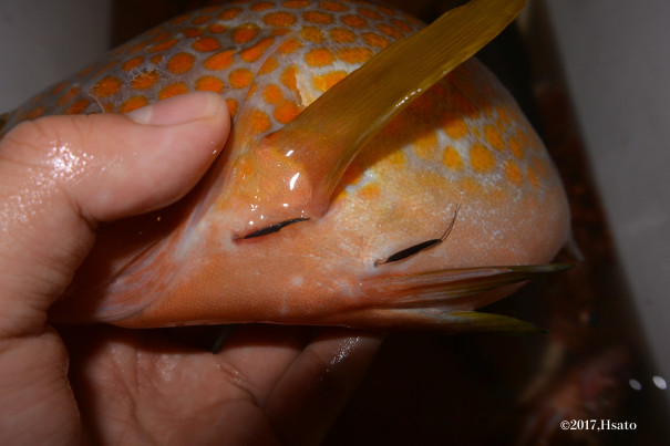 和歌山県田辺湾で捕獲されたキジハタephinephelus Akaaraに寄生していた寄生虫の一種lernaeenicus Ramosusについての報告 ハタのすべて