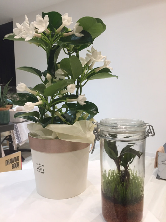 マダガスカルジャスミンとテラリウム Watasi