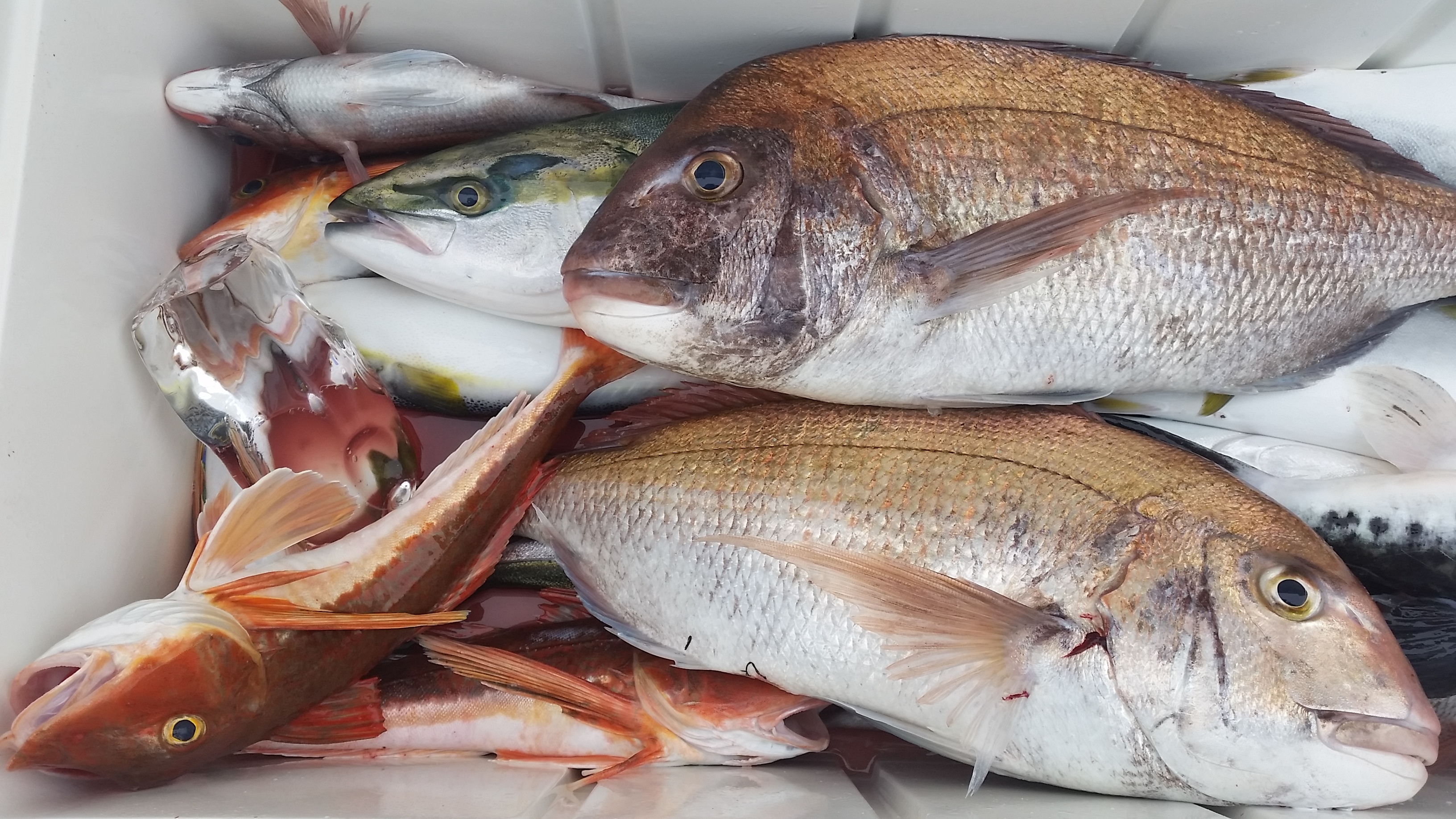 アルバトロス ファーストライト 鯛ジギング 鯛ラバ ひとつテンヤ ① アルバトロス ファーストライト 鯛ジギング 鯛ラバ ひとつテンヤ ①