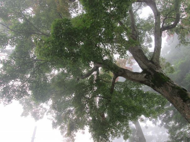 高尾山 たかおさん 早朝のハイキング 天気は雨 来たからには登らなくては 日帰り登山 日帰りハイキング 金曜の夜から日曜の昼までは山に行くチャンス 日帰り登山 奥多摩 奥秩父 丹沢 登山 日帰りハイキング 日本百名山 キャンプ オートサイト 温泉 山コ