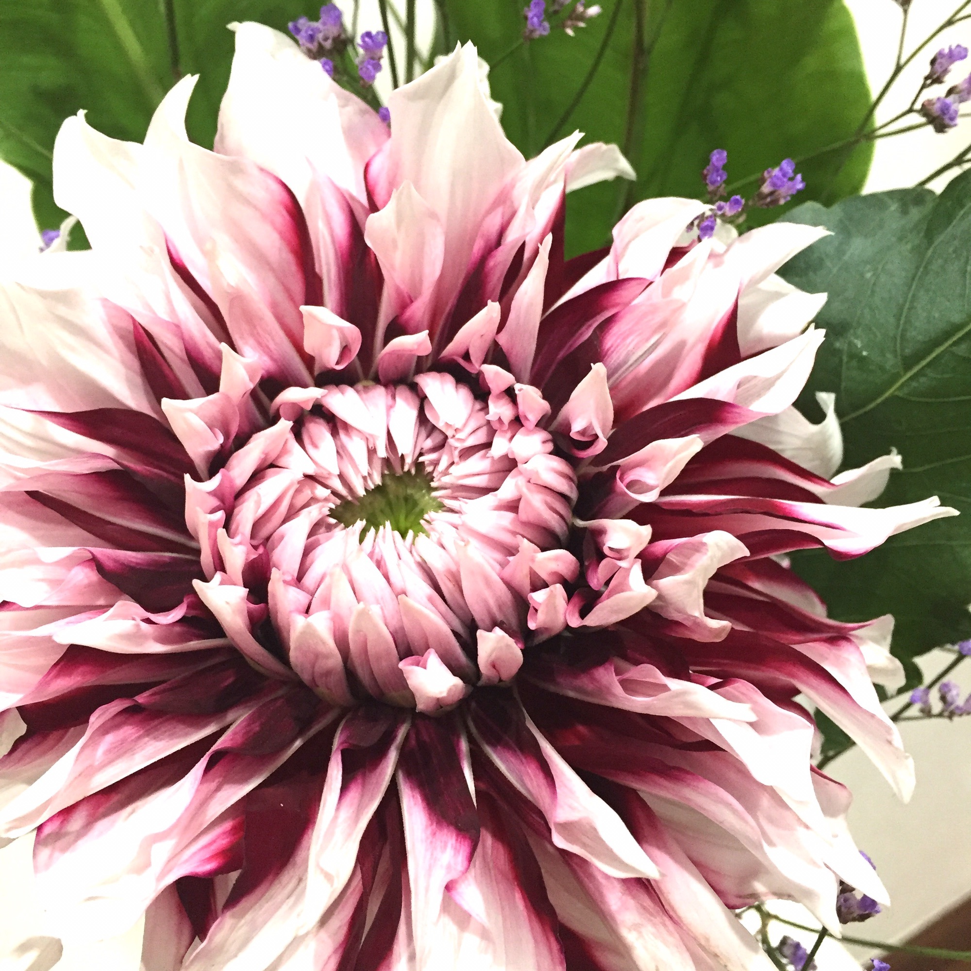 ナチュラル 部屋を明るく 掛け時計 ダリア 大輪の花 北欧 【公式通販】