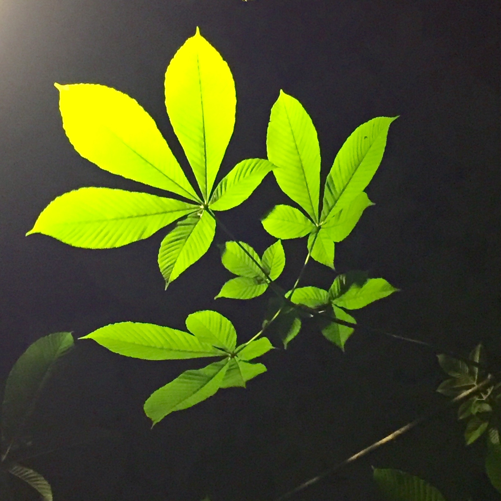 977e8f310e6acc240d35ad911ed9c8