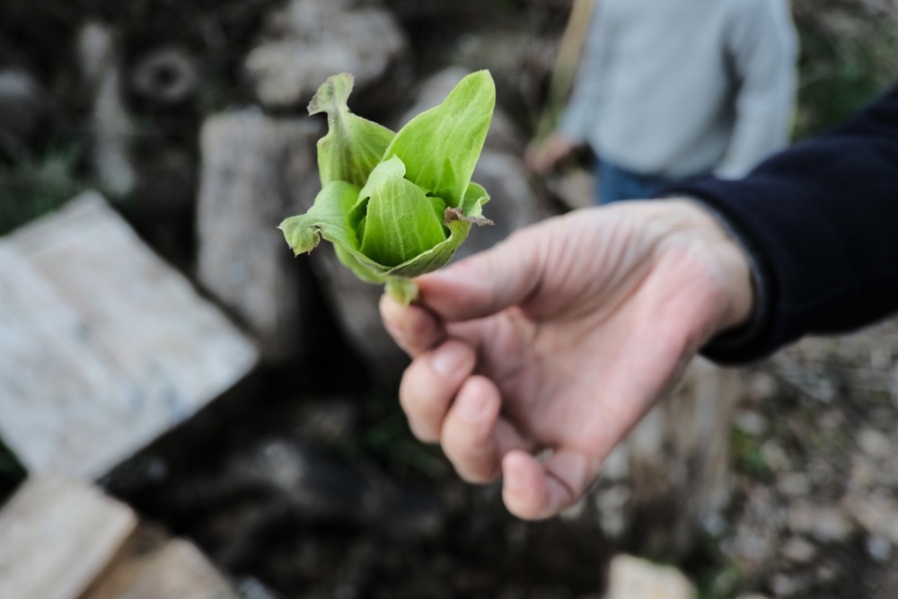 ふきのとう えぐみ 苦味が夏を元気に過ごす栄養 一級建築士事務所 Hifumiarchitects ﾋ ﾌ ﾐ ｱ ｰ ｷ ﾃ ｸ ﾂ