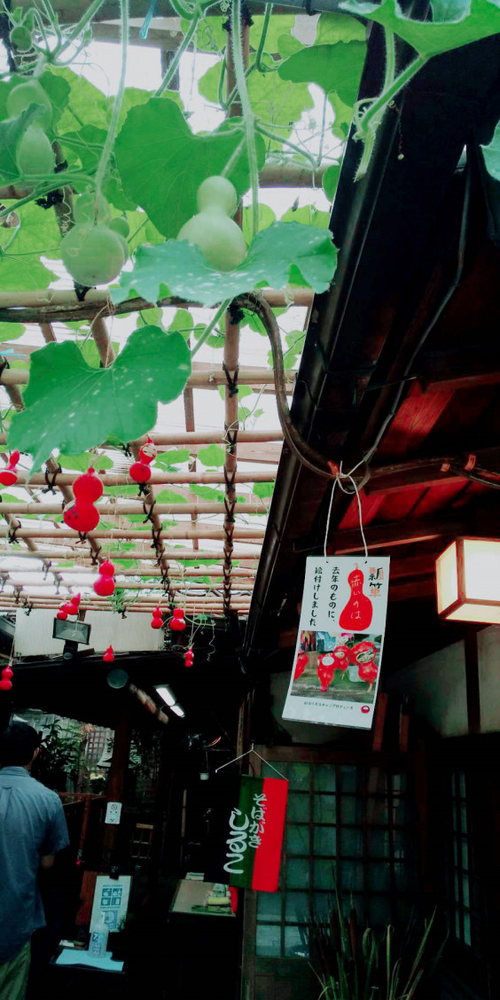 ひょうたんがぐんぐん伸びています そばごちそう門前 深大寺そば