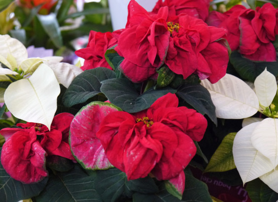 Concept 花くるみ