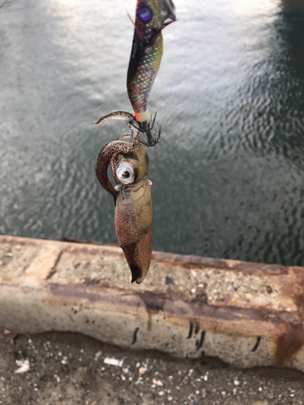 釣った魚一覧 ゆんじんの釣り日和