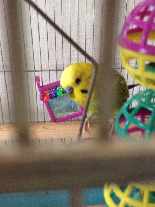インコの面白話 Nukumori インコの面白話 Nukumori