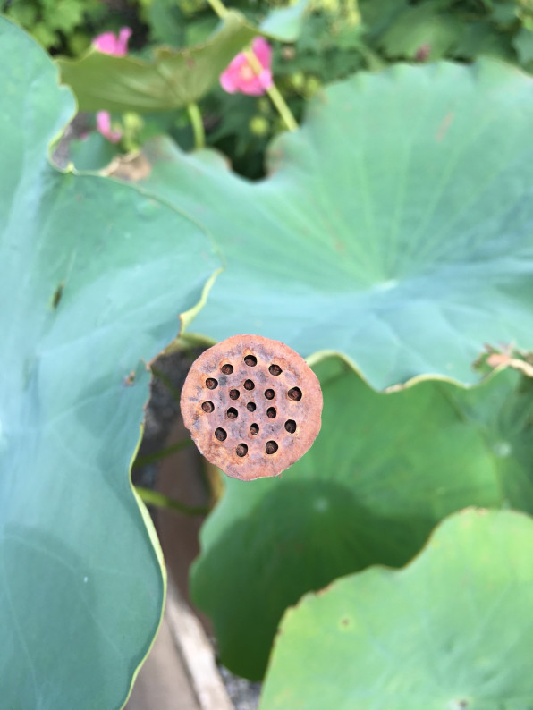 蓮の花 三変化 Atsusek S Blog