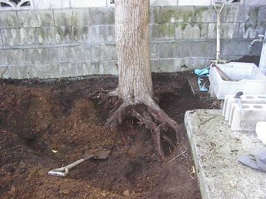 剪定 伐採 草刈りの料金 西宮 芦屋 神戸 尼崎 宝塚 伊丹 川西の 植木屋甲子園 植木屋甲子園 西宮 芦屋 神戸 尼崎 宝塚 伊丹 川西の植木 屋です