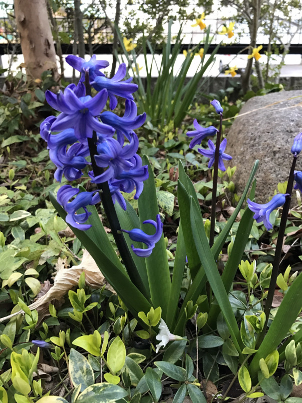 ヒヤシンスと美少年と円盤からの流血 サラリーマンメディア Issy S Eye