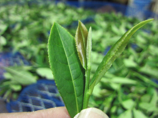 和紅茶手づくり体験用の茶葉の仕込み Samurai Teafarm 牧之原山本園 和紅茶手づくり体験用の茶葉の仕込み Samurai Teafarm 牧之原山本園