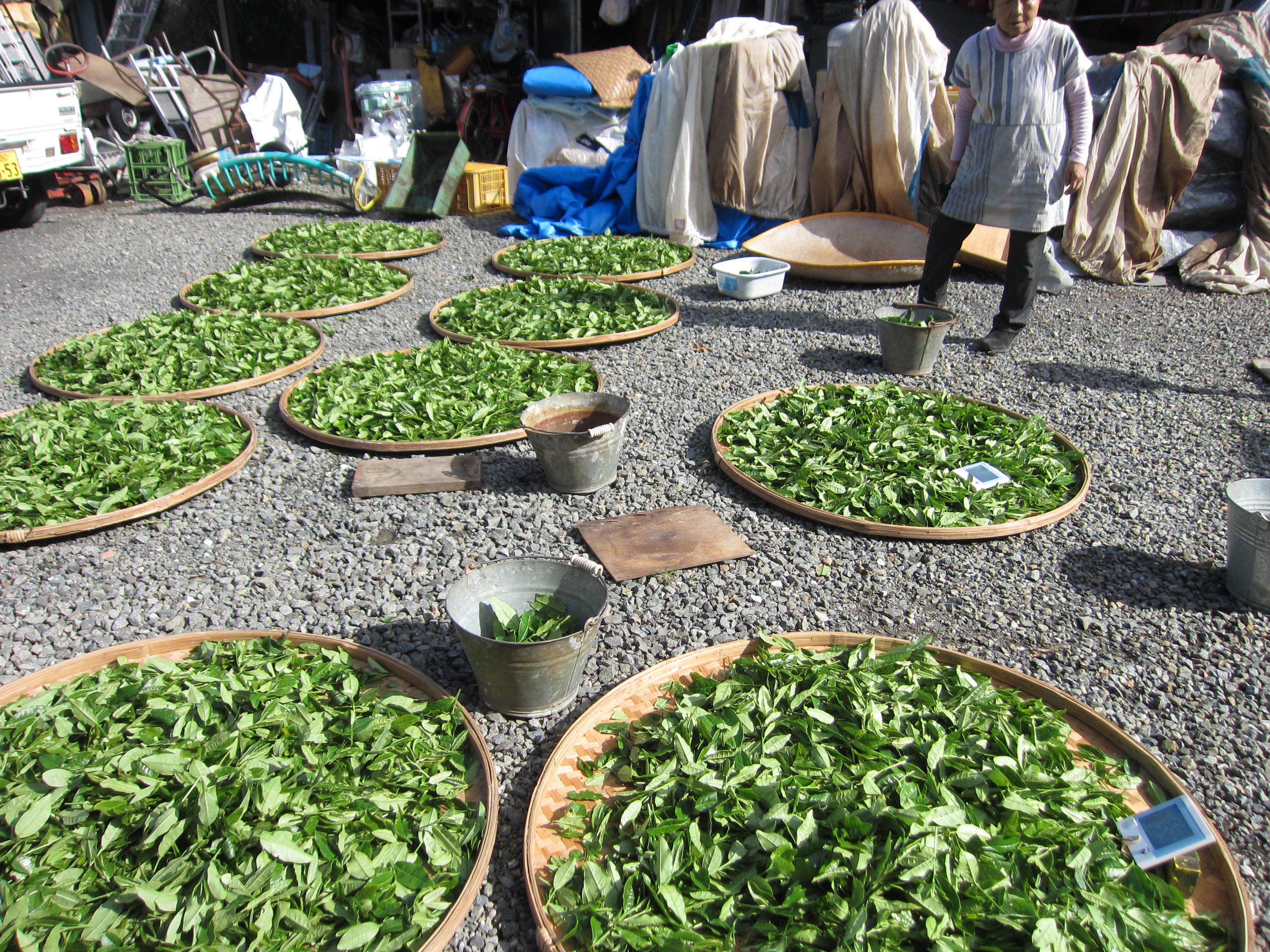 丸子紅茶の村松二六さんのウーロン茶製造 | SAMURAI teafarm 牧之原山本園