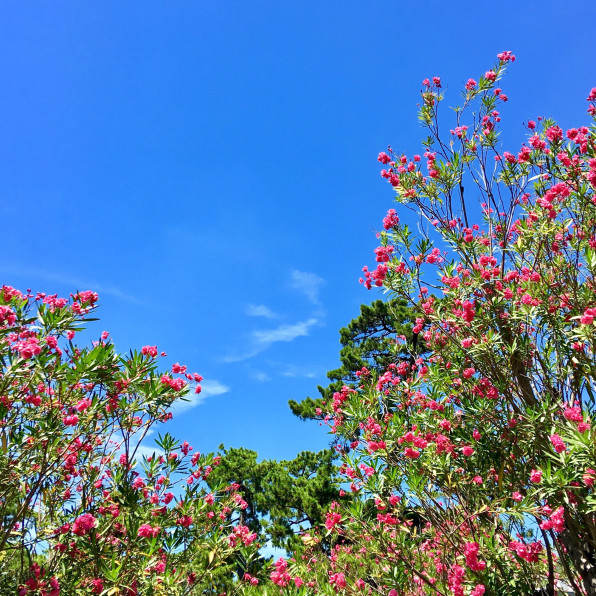 夏季休業日のお知らせ 西宮市 夙川のセレクトショップ Orlaya オルレア 夏季休業日のお知らせ 西宮市 夙川のセレクトショップ Orlaya オルレア