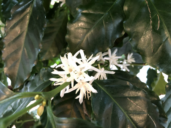 東京校より コーヒーの花が咲いています Ucc Coffee Academy Blog