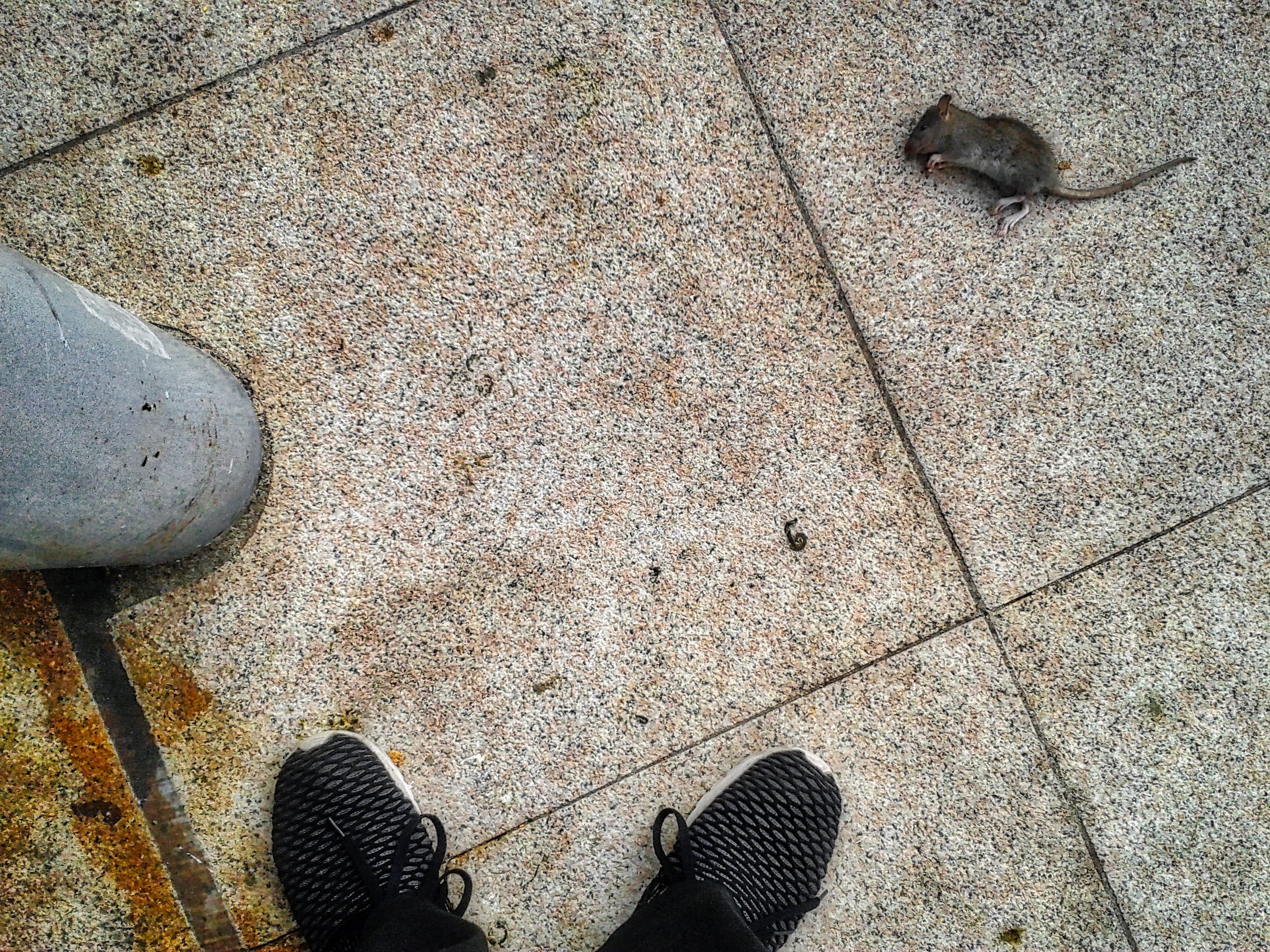 死掉的老鼠 | 死前我陪了牠一個小時雖然說牠不一定要我陪 | shinerala | Flickr