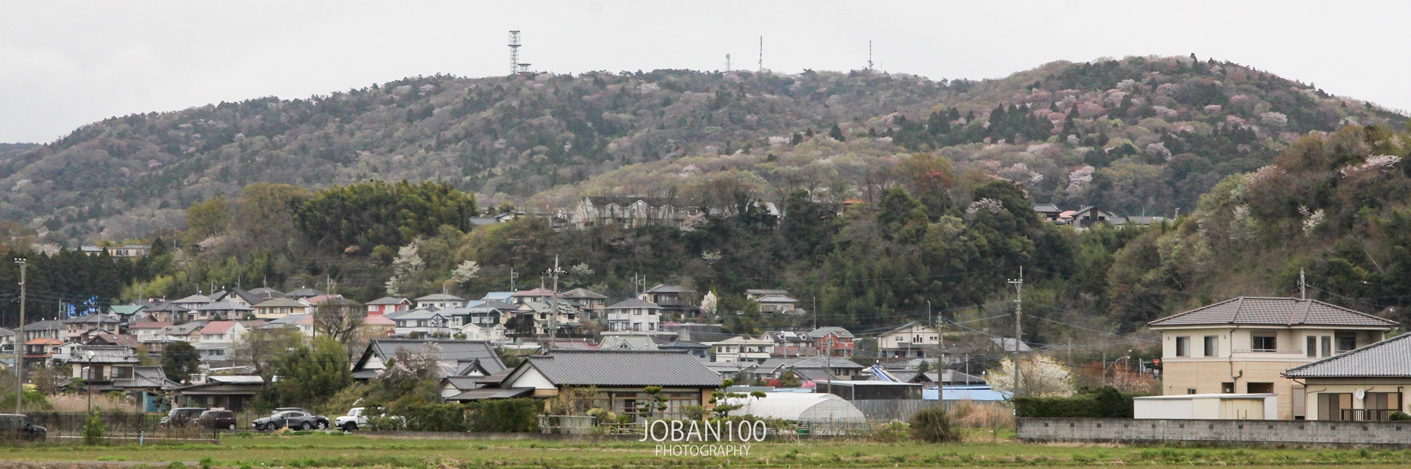 日立市】風神山の山桜 | 筑波桜川の遠山桜