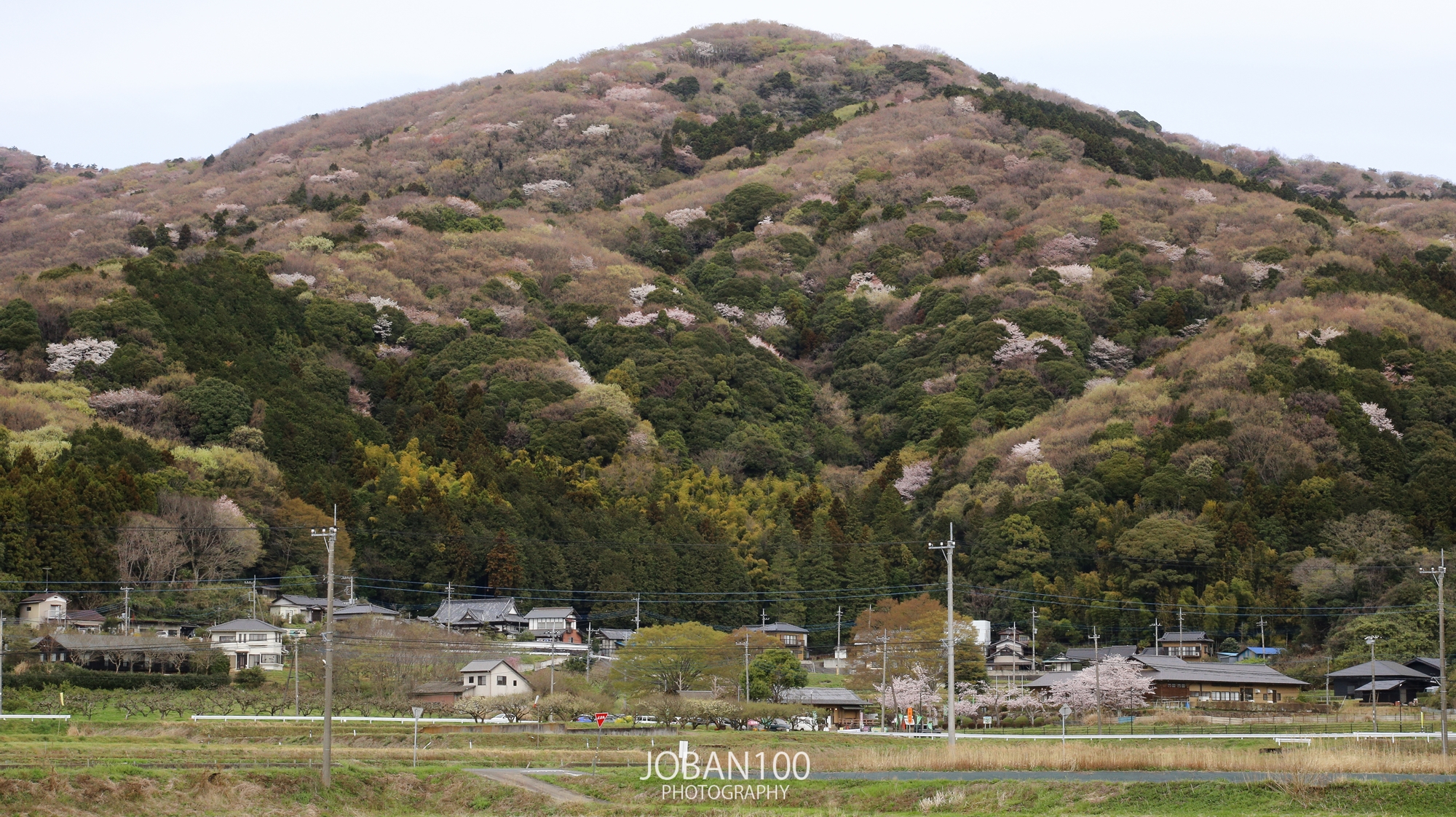 土浦市】小町山の山桜 | 筑波桜川の遠山桜