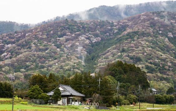 桜川市】雨巻山の山桜 | 筑波桜川の遠山桜 