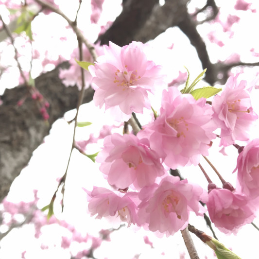 桜からの贈り物2 しだれ桜のおまじない Magic Of Nature