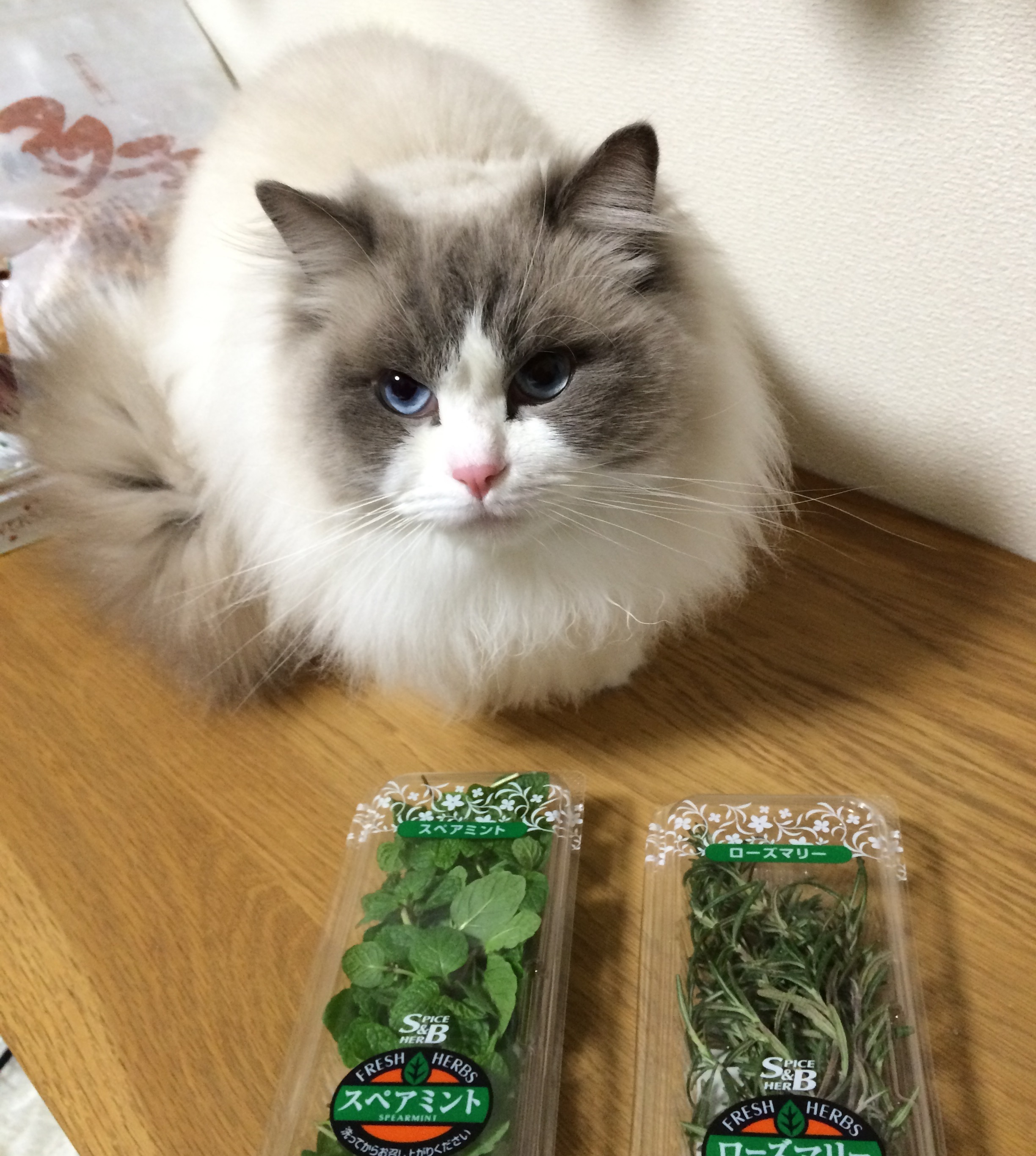 奥が深い フレッシュハーブティーに挑戦 美味しい飲み方を探ります 至福の一杯を目指して ハーブティー