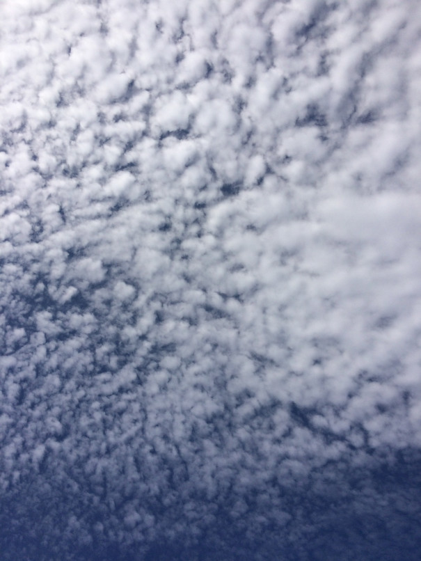 いわし雲 うろこ雲 それとも Today Is A Gift いわし雲 うろこ雲 それとも Today Is A Gift