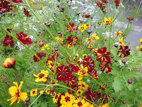 花のご紹介 花の直売所 Green Garden