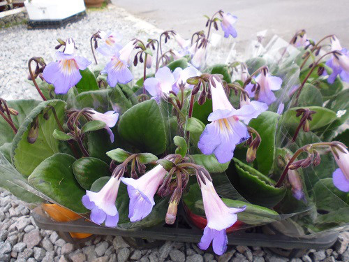仕入れ花 観葉植物 花の直売所 Green Garden 仕入れ花 観葉植物 花の直売所 Green Garden