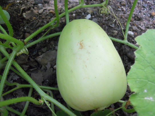 マクワウリの栽培 Fuego S Garden Farm