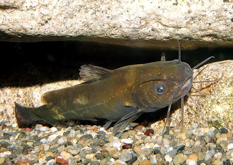 お魚図鑑57 ネコキギ Always