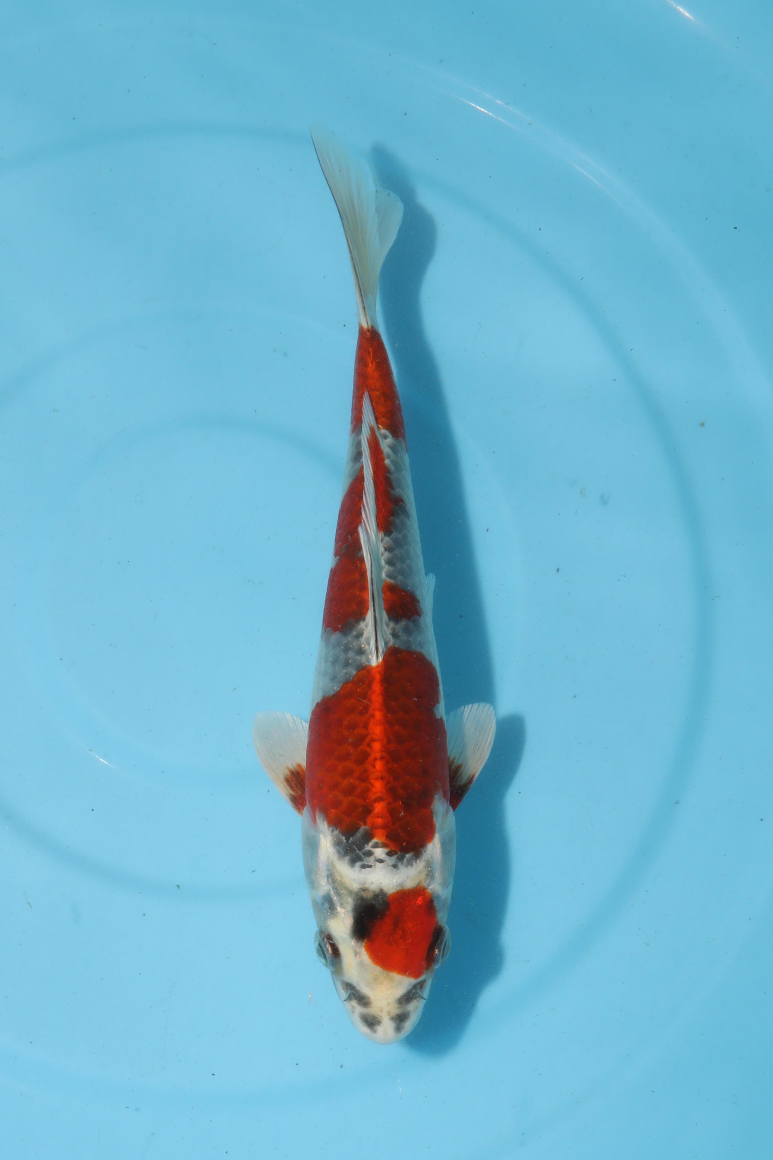 自家産 自家産紅白 2才 36cm 雌雄不明 2歳丹頂紅白 36cm 鯉
