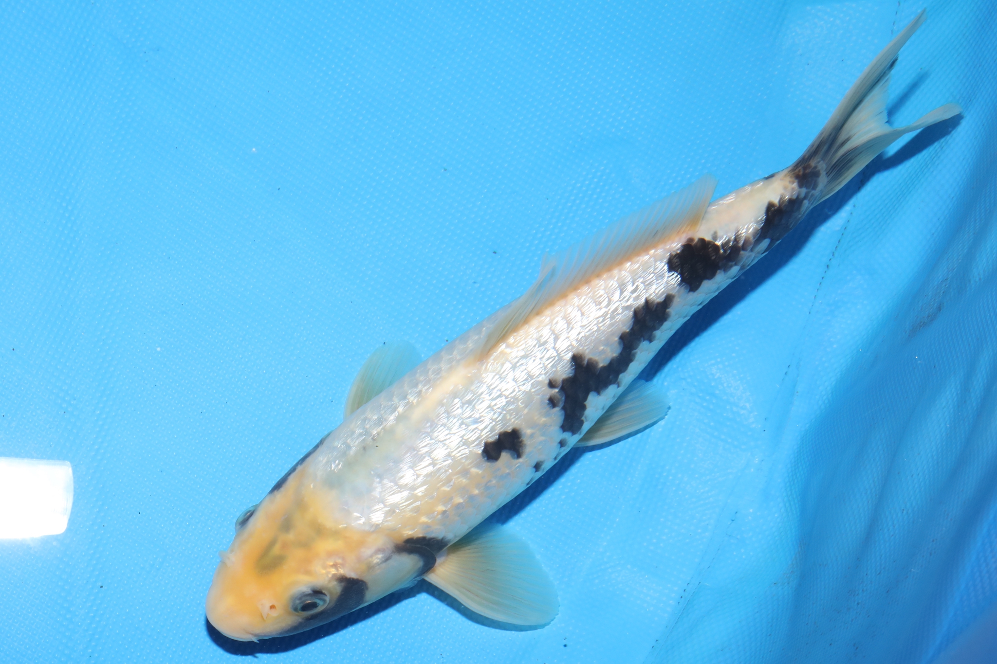 2歳 銀鱗羽白鯉 27cm± 【公式通販】