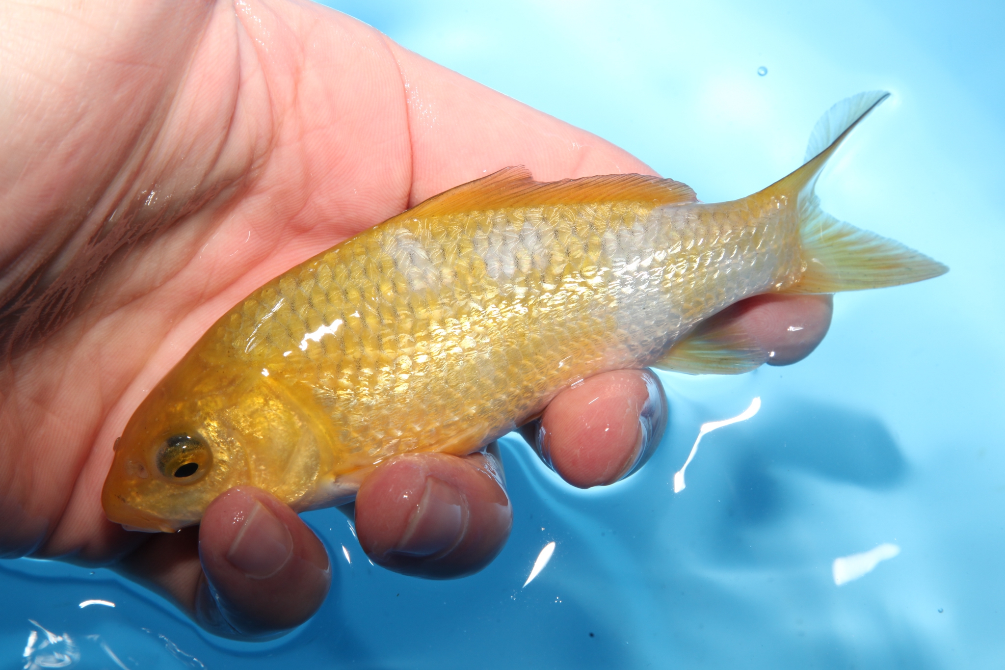 G.Ochiba 銀鱗落葉 13.5cm | 錦鯉大地KOITAICHI