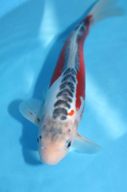 重蔵花秋翠 錦鯉大地koitaichi