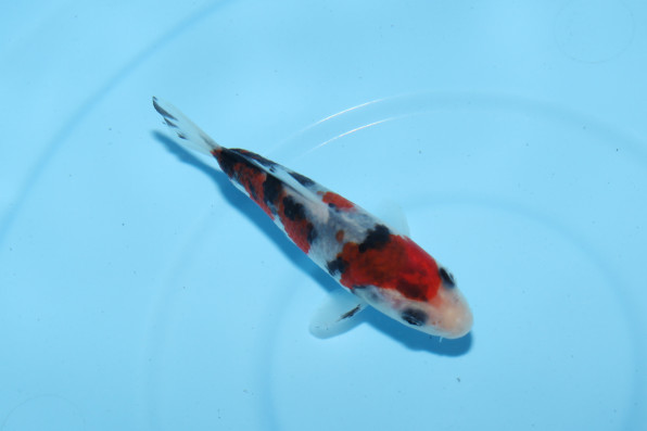 SHORT BODY 大正三色 9.5cm | 錦鯉大地KOITAICHI
