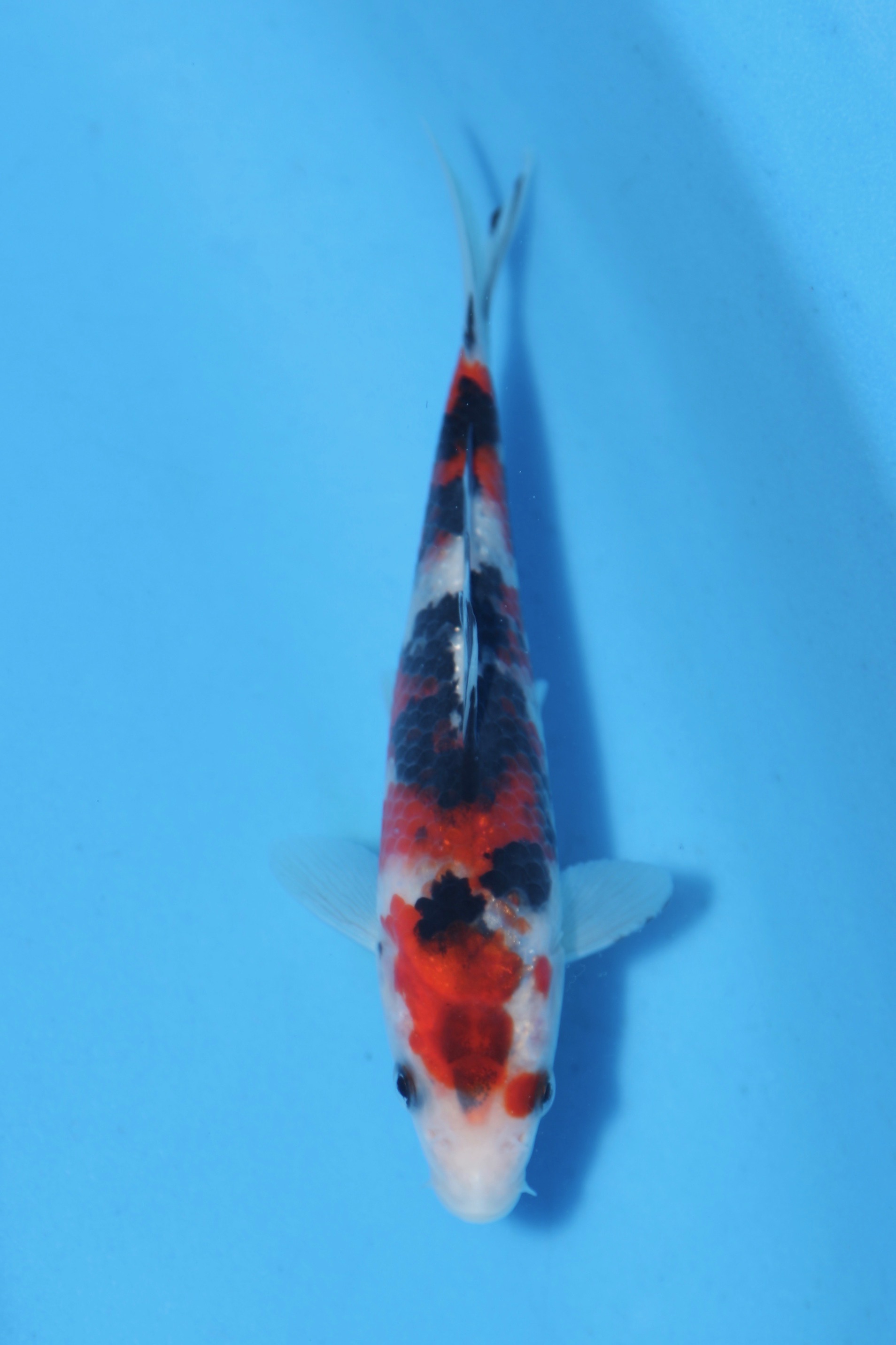 SANKE 大正三色 | 錦鯉大地KOITAICHI