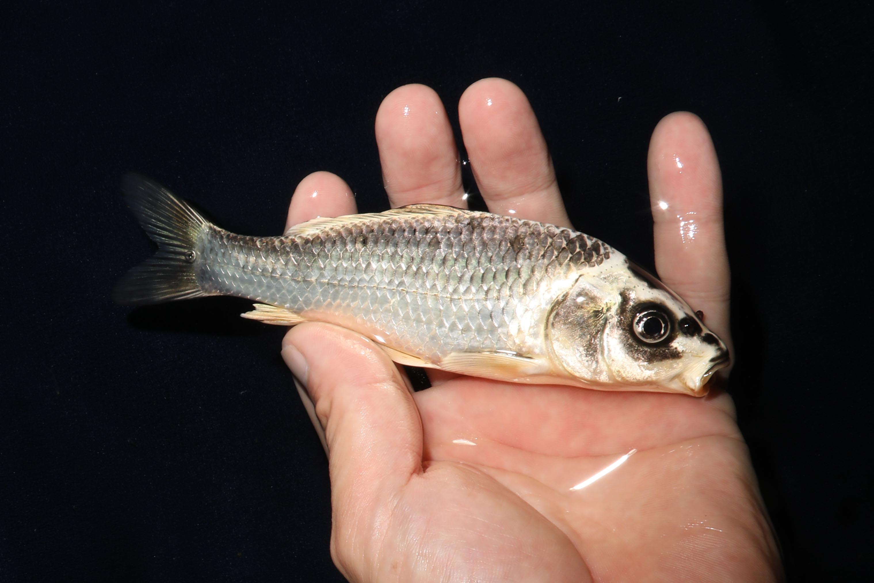 GIN MATSUBA 人面魚 銀松葉 16cm | 錦鯉大地KOITAICHI